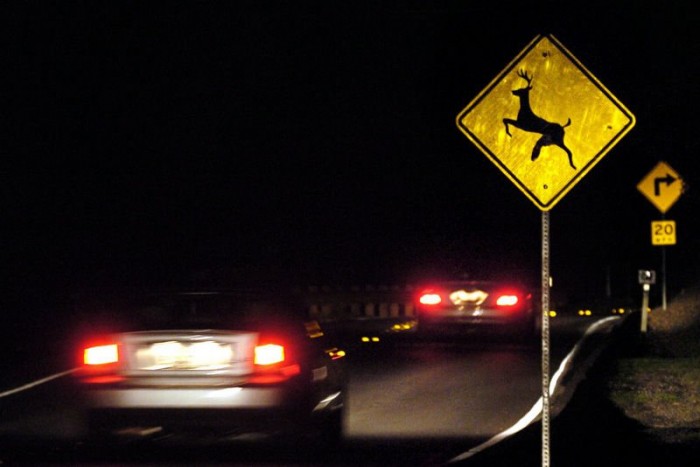 Bosszút állt elgázolt gidájáért az őzmama