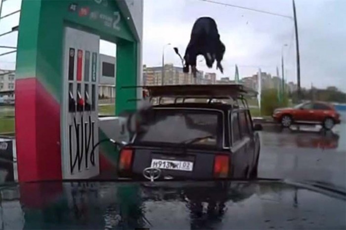 A Lada kihozza mindenkiből az állatot