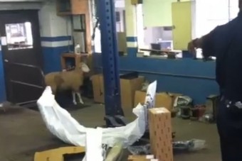 Birka randalírozott az autószerelő műhelyben