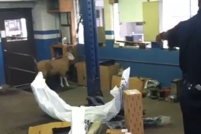 Birka randalírozott az autószerelő műhelyben