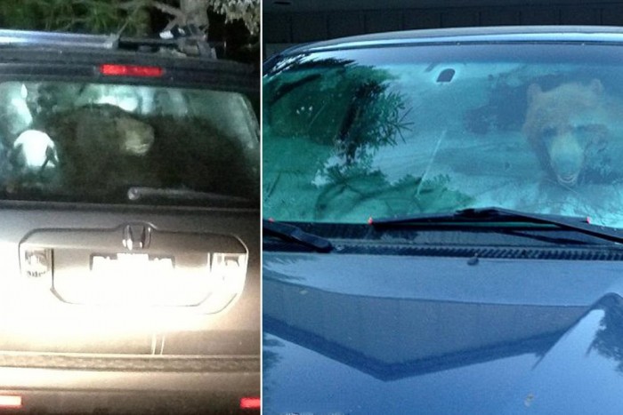 Medve szaggatta szét a Hondát 7 | Vezess Medve szaggatta szét a Hondát 7