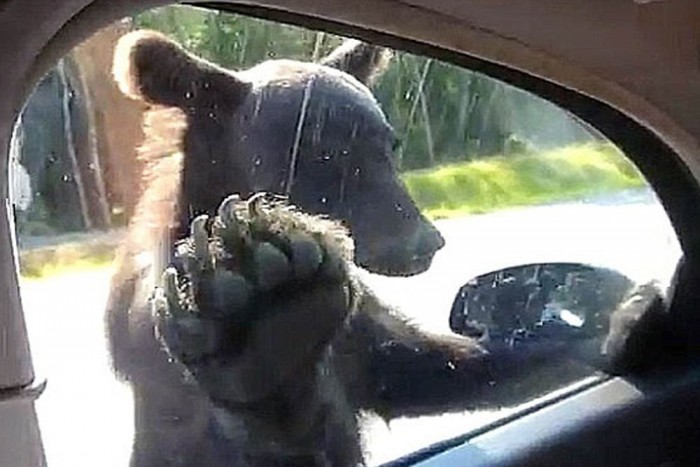 Medve szaggatta szét a Hondát 9 | Vezess Medve szaggatta szét a Hondát 9