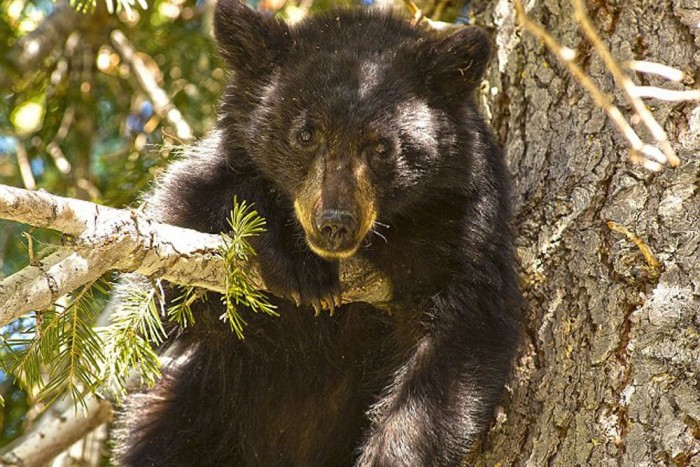 Medve szaggatta szét a Hondát 10 | Vezess Medve szaggatta szét a Hondát 10
