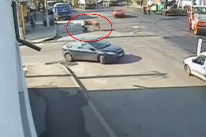 Felbőszült bika támadt a rendőrre