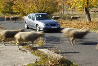 Egy gyanúsan olcsó használt autó