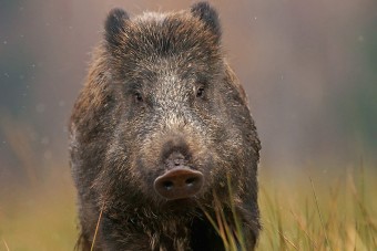 Ki fizet az autót összezúzó vaddisznó helyett?