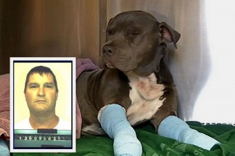 Kocsija mögé kötötte kutyáját, és gázt adott