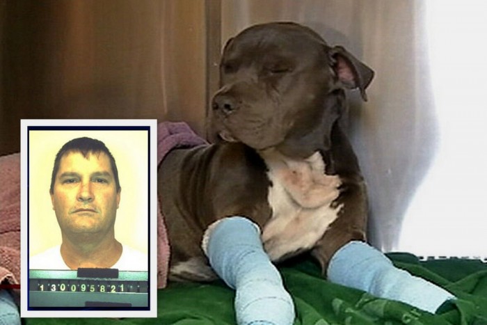 Kocsija mögé kötötte kutyáját, és gázt adott