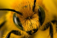 Mérges méhek lepték el az autópályát 10