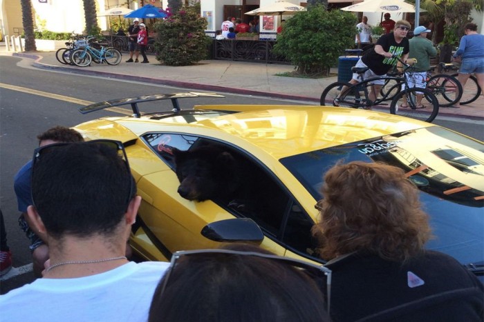 Medve a Lamborghini anyósülésén 7 Medve a Lamborghini anyósülésén 7