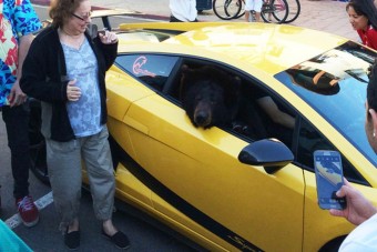 Medve a Lamborghini anyósülésén