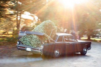 Hogyan ne vigyük haza a karácsonyfát?