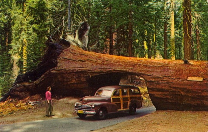 Meghökkentő alagút, egy fa gyomrában 11