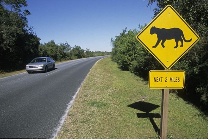 Tömegkarambol egy halott puma miatt 3