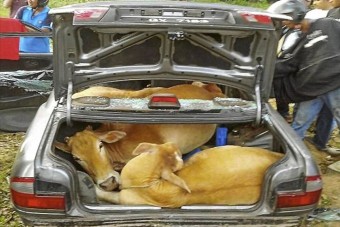 Vajon hány tehén fér el egy autóban?