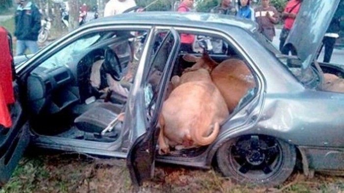 Vajon hány tehén fér el egy autóban? 4