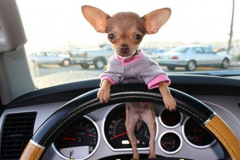 Ne hagyd a kutyát az autóban, mert elviszi egy körre