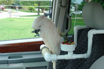 Papagája köpte be a részeg autóst