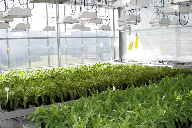 Közútra mehetnek a pitypangos gumik