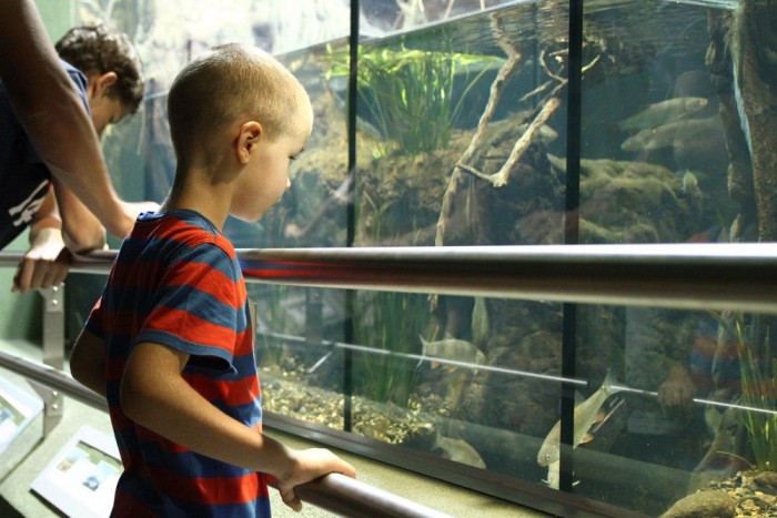 Lánctalpas szörny a Tisza-tóban 8 | Vezess Óriási, édesvízi akvárium