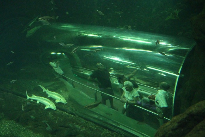 Lánctalpas szörny a Tisza-tóban 9 | Vezess Akár be is sétálhatunk a környék őshonos halai közé