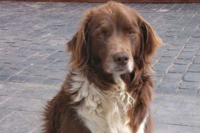 30 milliós autón állt bosszút a kutya 9 | Vezess Íme a tettes, és a tökéletesen ártatlan arckifejezés.