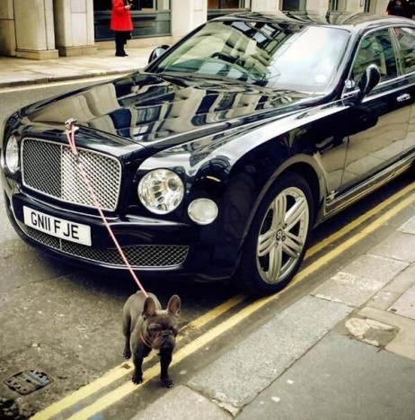 A nap képe: kutyasétáltatás 60 millióval 4 | Vezess A nap képe: kutyasétáltatás 60 millióval 4