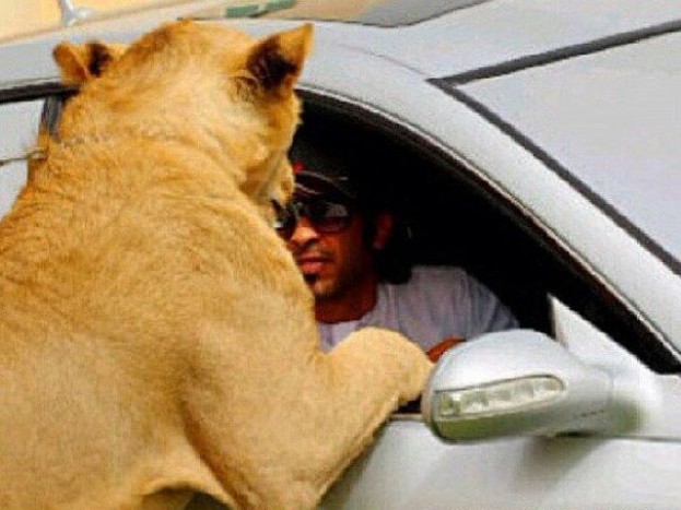 Pénzpusztítás a legmagasabb szinten 7