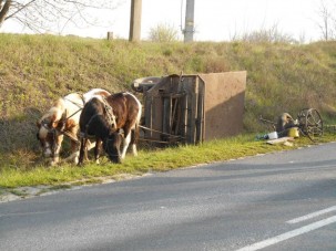 A lovaskocsi is veszélyes üzem