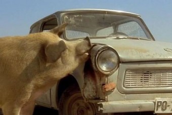 Az igazi Trabant-rajongók nem viccelnek!