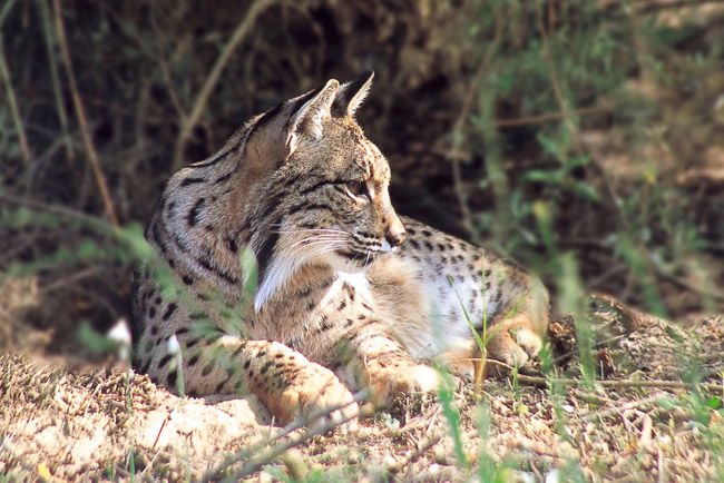 Autók miatt halhat ki a legritkább macskaféle