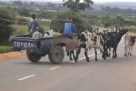 Afrikába hajózik a magyar roncsautó 11