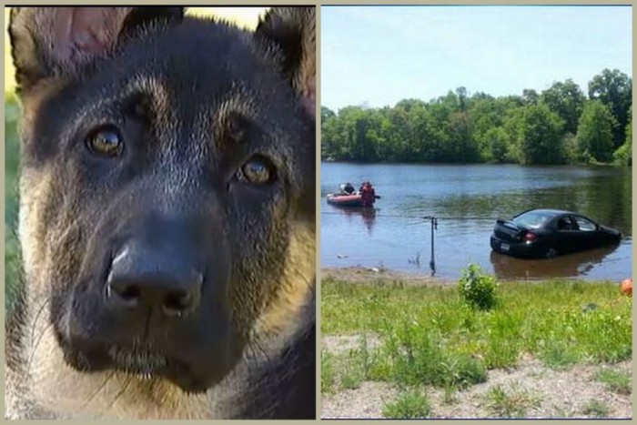 A tóba hajtott gazdája autójával egy kutya