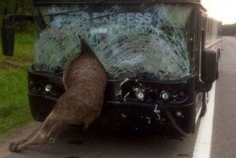 Részeg állatot gázolt el a busz