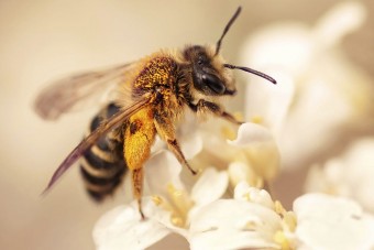 Méhek támadtak a haldokló autósra