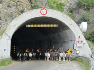Szarvasinvázió miatt kell az autósoknak kerülni