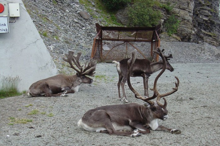 Szarvasinvázió miatt kell az autósoknak kerülni 5