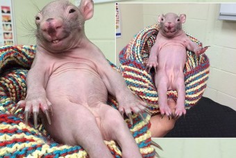 A legcukibb állat, amit valaha elgázoltak