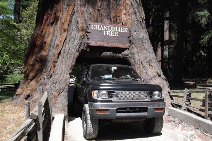 Szolgálatban ivott, autójában aludt a rendőr 3 | Vezess A park egyik legismertebb látványossága a fa, amin egy autó is átfér. Ennél jóval nagyobb vörösfenyők is vannak itt.