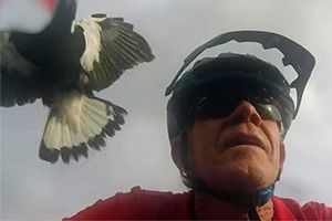 Madár támadt a bringásra, még a sisakját is leverte