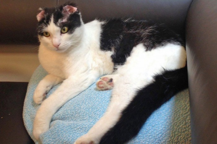 A gázolás, amit csak egy macska élhetett túl 6