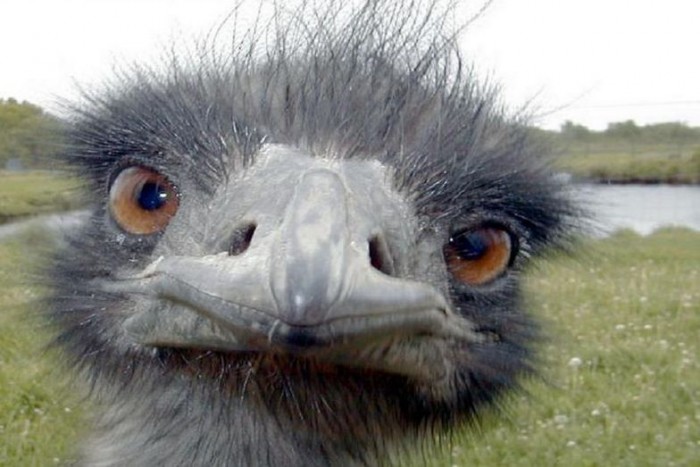 A gázolás, amit csak egy macska élhetett túl 7