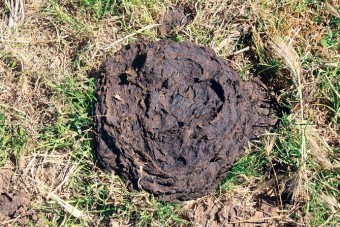 Trágyával bombázzák a rendőröket