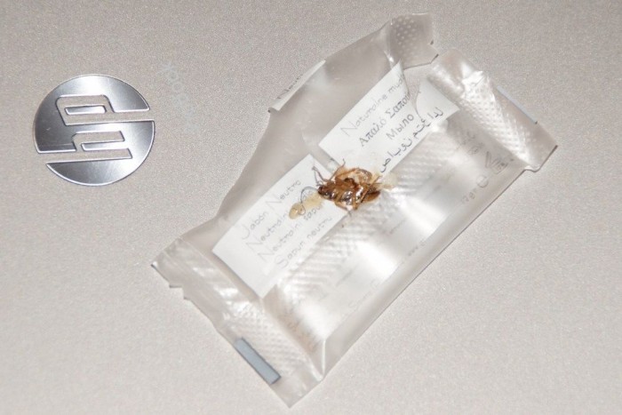 A Vezess stábja megérkezett a Párizsi Autószalonra 6 | Vezess Ő is velünk akart aludni, de nem hagytuk. Az olcsó párizsi hotelekben ma is gyakori az ízeltlábú lakótárs