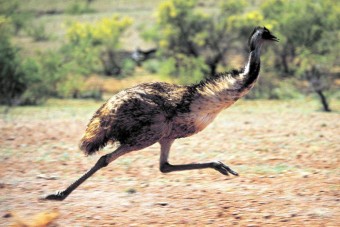 Madárral ütközött, meghalt a motoros