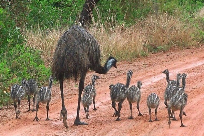 Madárral ütközött, meghalt a motoros 3 | Vezess Madárral ütközött, meghalt a motoros 3