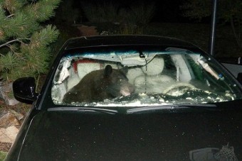 Beszorult az autóba az éhes medve 