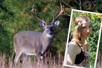 Szarvast gázolt, felnyársalta az agancsa