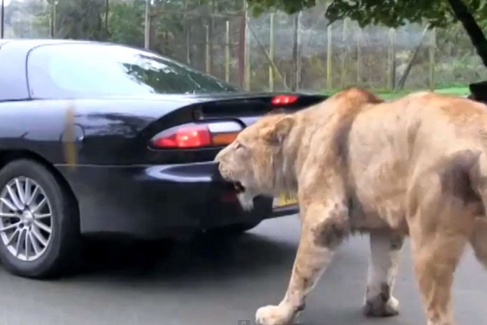 Autóevő oroszlánra bukkantunk