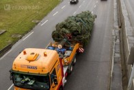 A nap képe: Kamion hozta az ország karácsonyfáját 10